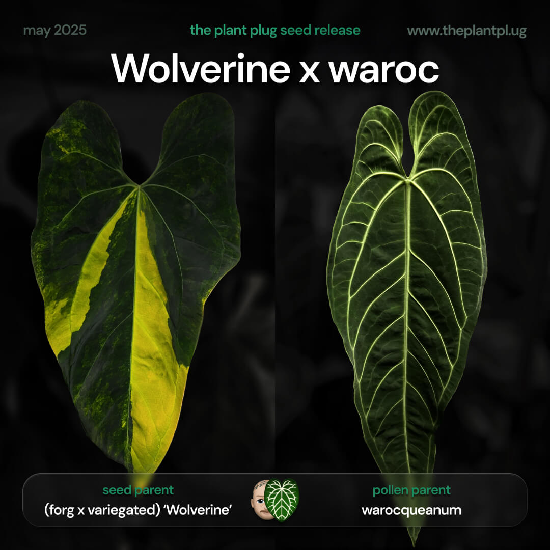 anthurium warocqueanum x luxurians Anthurium Wolverine x warocqueanum • germinated seeds – The Plant Plug