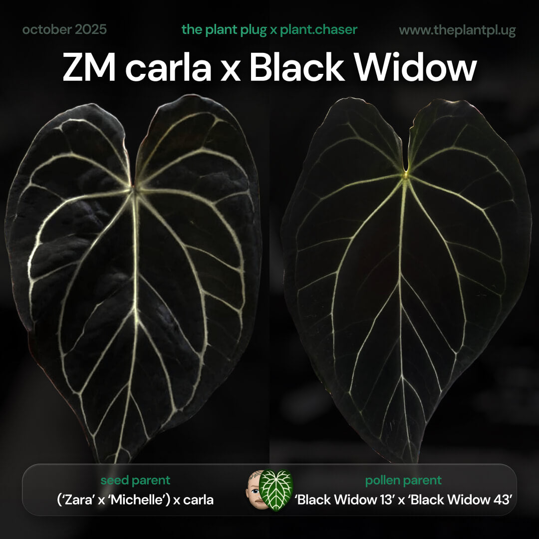 Anthurium ZaraMichelle carla x Black Widow • germinated seeds