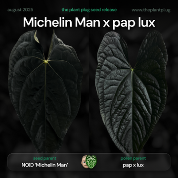 Anthurium 'Michelin Man' x pap lux