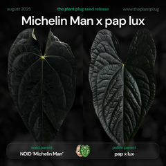 Anthurium 'Michelin Man' x pap lux