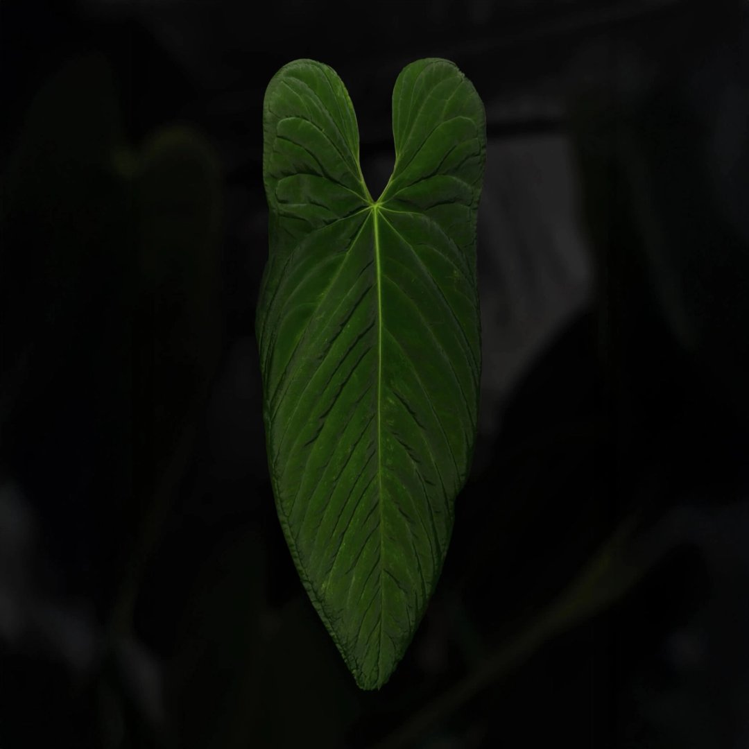 Anthurium #Panaconda '1'