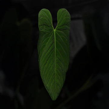 Anthurium #Panaconda '1'