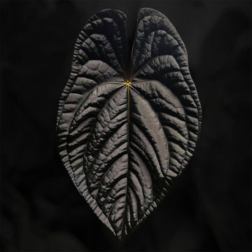 Anthurium #Magma '1'