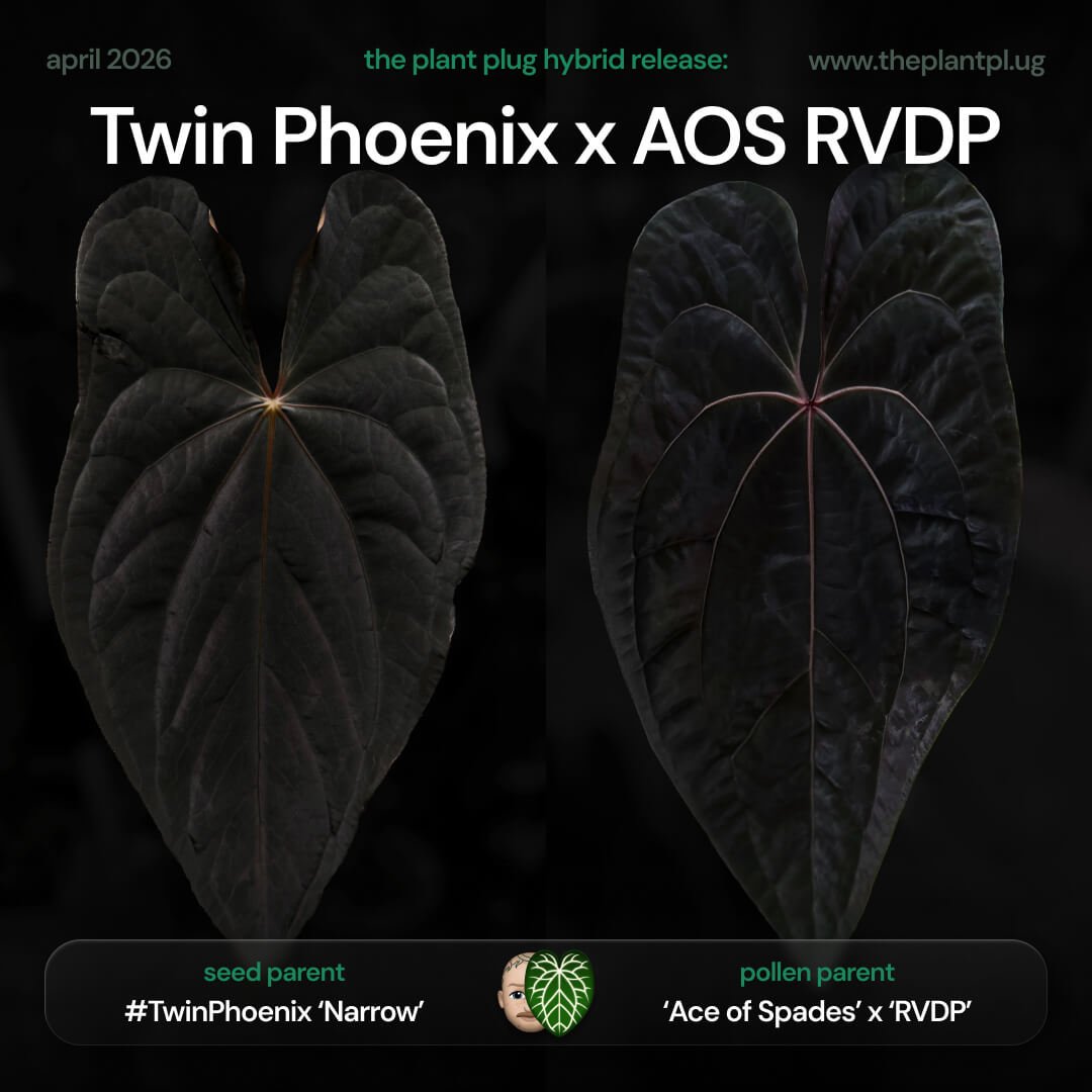 Anthurium #TwinPhoenix 'Narrow' x ('Ace of Spades' x 'RVDP')