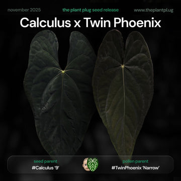 Anthurium Calculus x Twin Phoenix