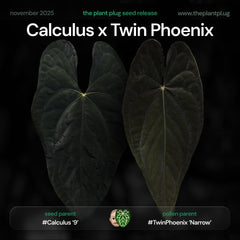 Anthurium Calculus x Twin Phoenix