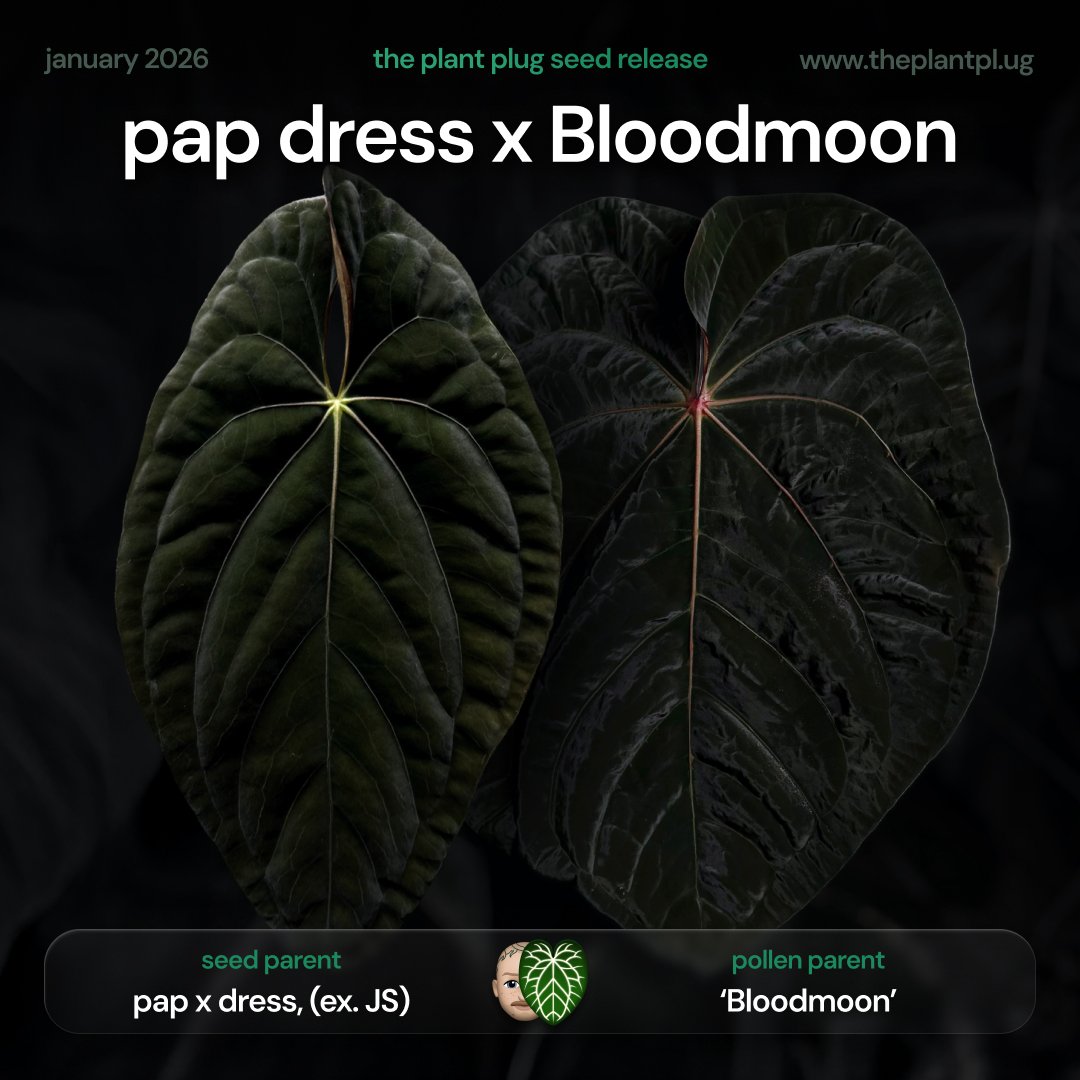 Anthurium (pap x dress, ex. JS) x Bloodmoon