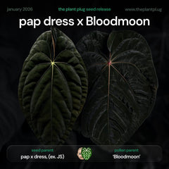 Anthurium (pap x dress, ex. JS) x Bloodmoon