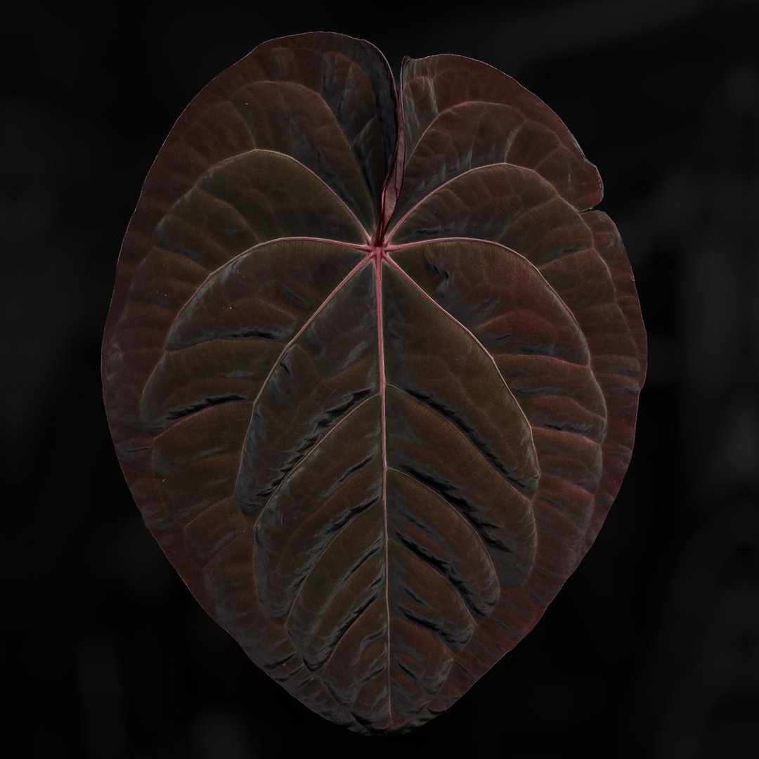 Anthurium 'Bloodmoon'