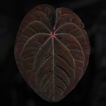 Anthurium 'Bloodmoon'