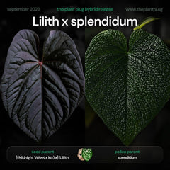 Anthurium [(Midnight Velvet x luxurians) x] 'Lilith' x splendidum