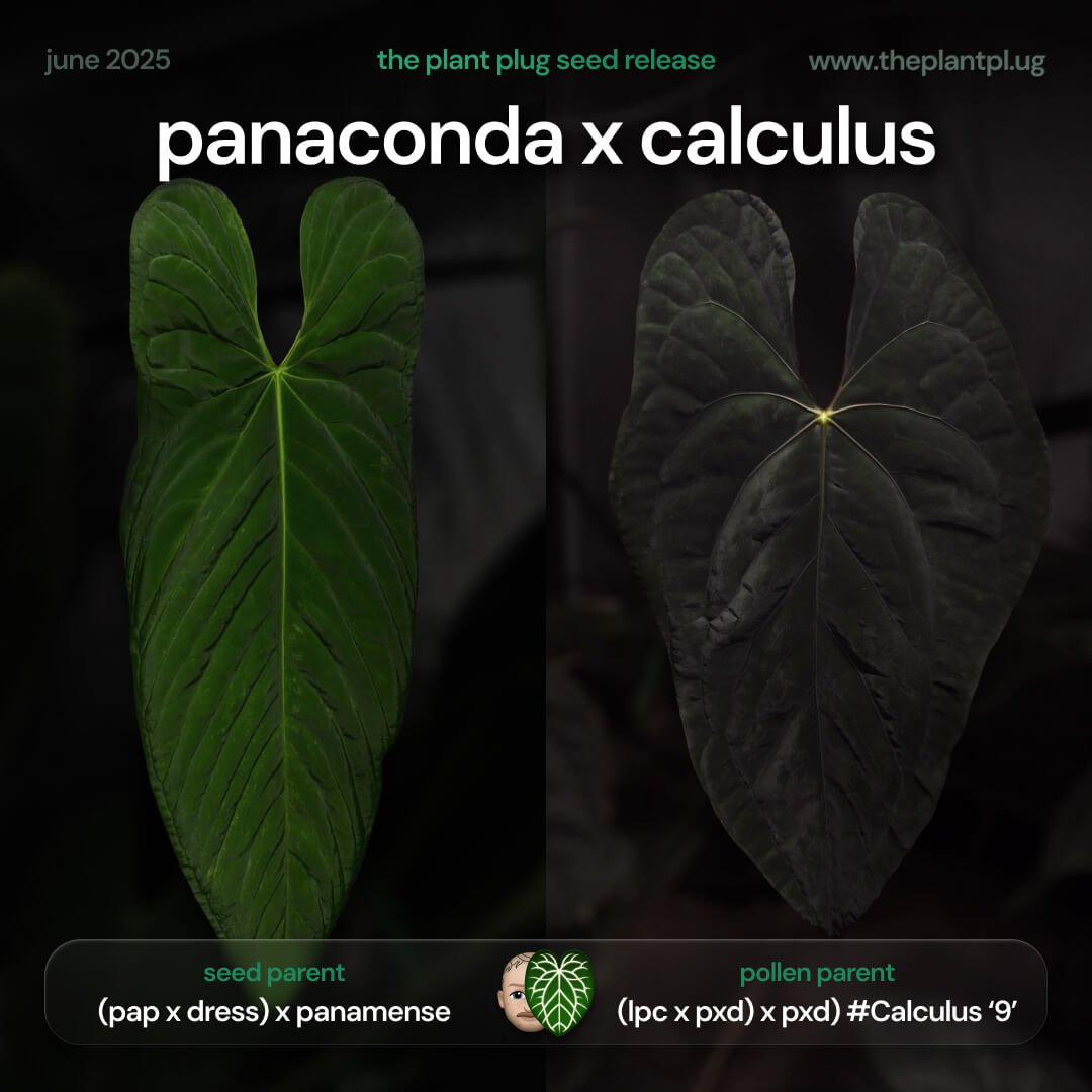 Anthurium Panaconda x Calculus