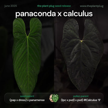Anthurium Panaconda x Calculus