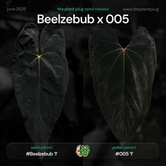 Anthurium Beelzebub x 005
