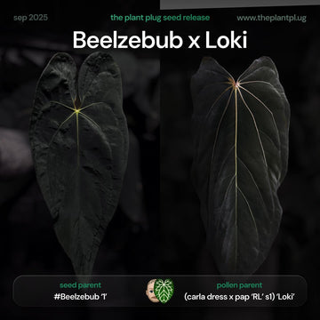 Anthurium Beelzebub x Loki