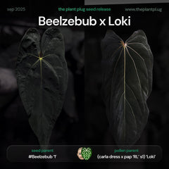 Anthurium Beelzebub x Loki