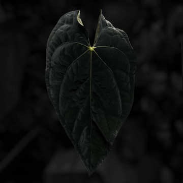 Anthurium NOID 'Michelin Man'
