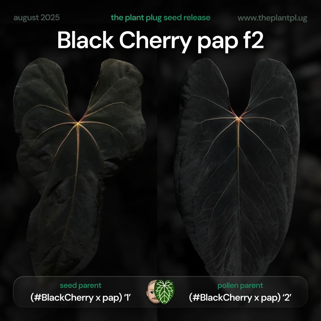 Anthurium Black Cherry x pap f2