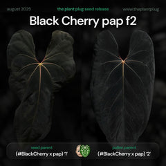 Anthurium Black Cherry x pap f2