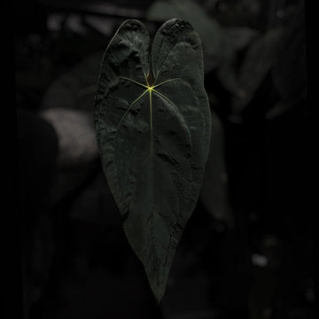 Anthurium #Beelzebub '1'