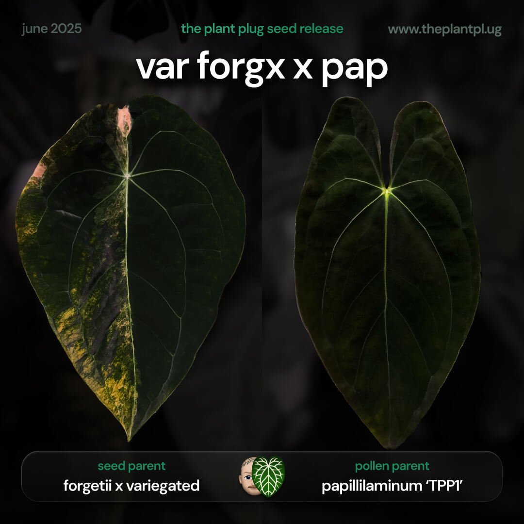Anthurium forgetii hybrid variegated x papillilaminum