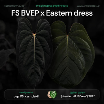 Anthurium FS BVEP x Eastern Dress