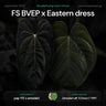 Anthurium FS BVEP x Eastern Dress