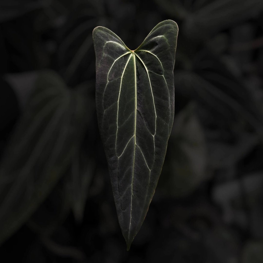 Anthurium 'Dark Mama'