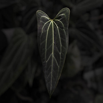 Anthurium 'Dark Mama'