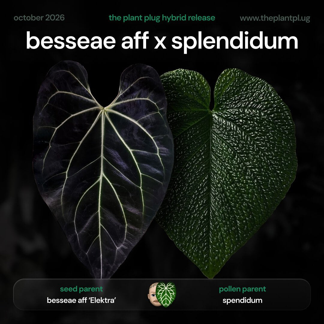 Anthurium besseae aff. 'Elektra' x splendidum