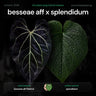 Anthurium besseae aff. 'Elektra' x splendidum