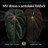 Anthurium ('Midnight Velvet' x dressleri) '1' x antolakii ('RA8' x 'RA9')