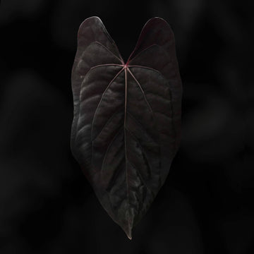 Anthurium (carla x dress) x (pap 'RL' x self) '1'