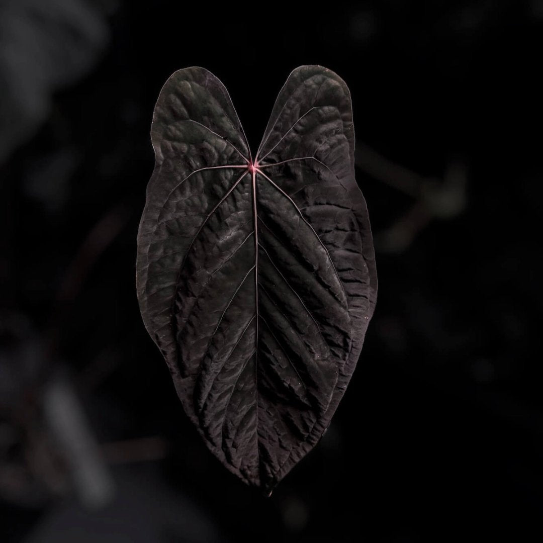 Anthurium [(carla x dress) x (pap 'RL' s1)] '2'