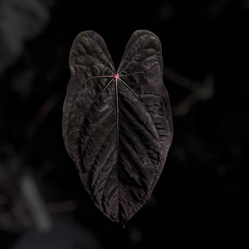 Anthurium [(carla x dress) x (pap 'RL' s1)] '2'