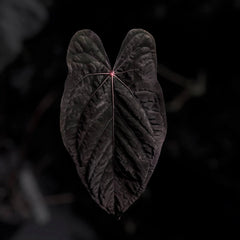 Anthurium [(carla x dress) x (pap 'RL' s1)] '2'