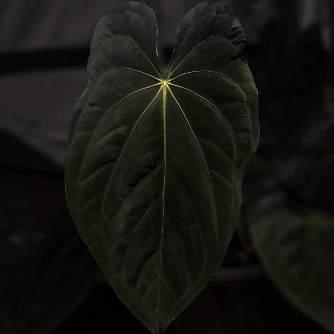 Anthurium papillilaminum x dressleri 'under the hanger line'