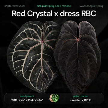 Anthurium SKG Silver RC x dress RBC