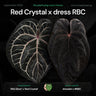 Anthurium SKG Silver RC x dress RBC