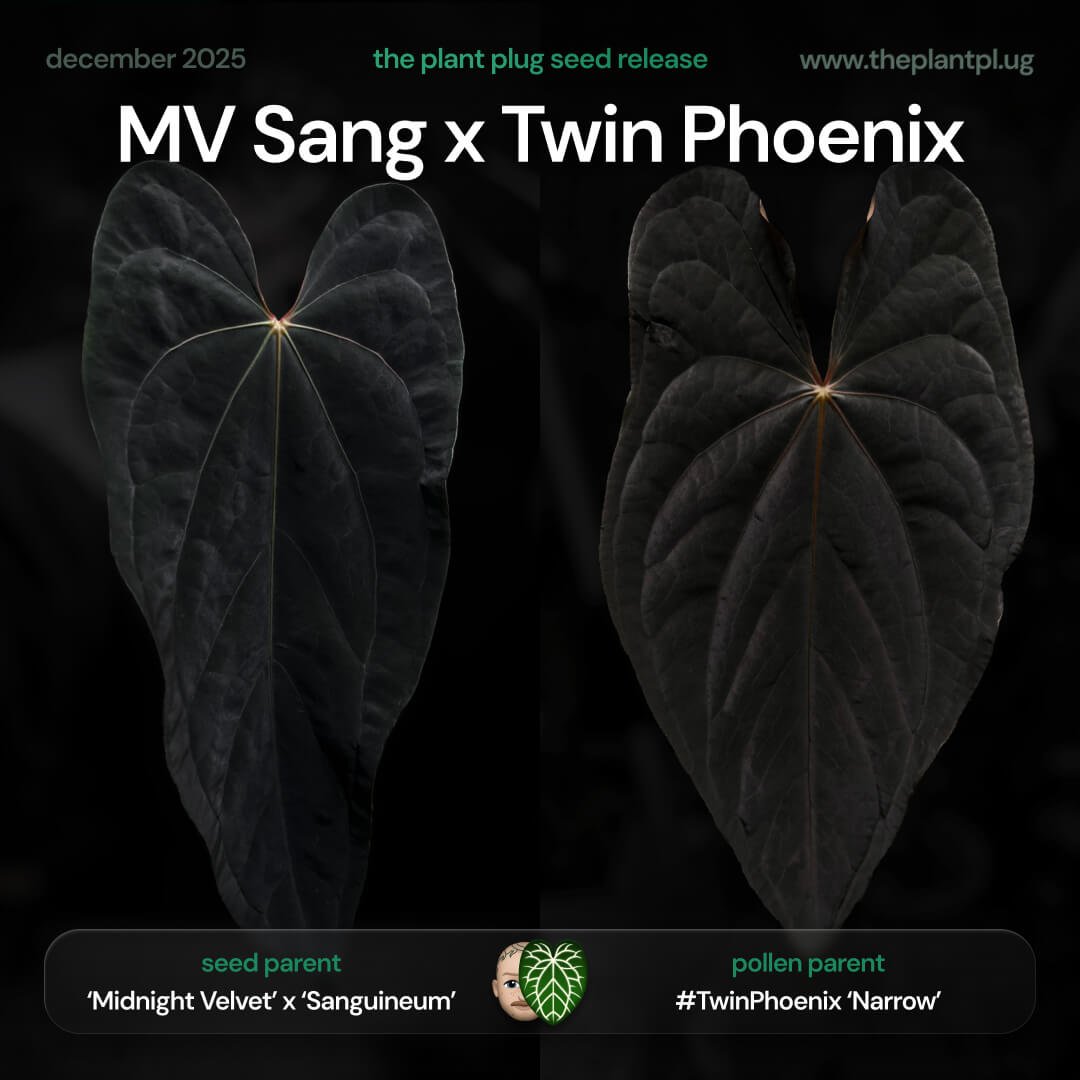 Anthurium (MV Sang) x Twin Phoenix