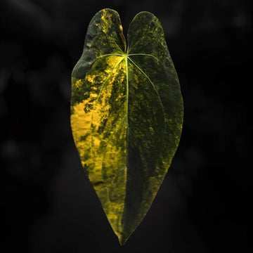 Anthurium forgetii x papilllaminum variegated