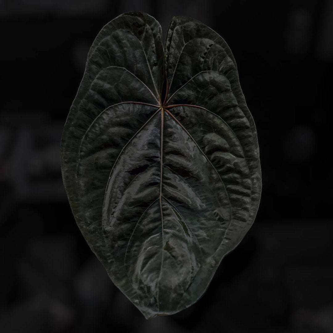 Anthurium papillilaminum 'Red Back' x dressleri