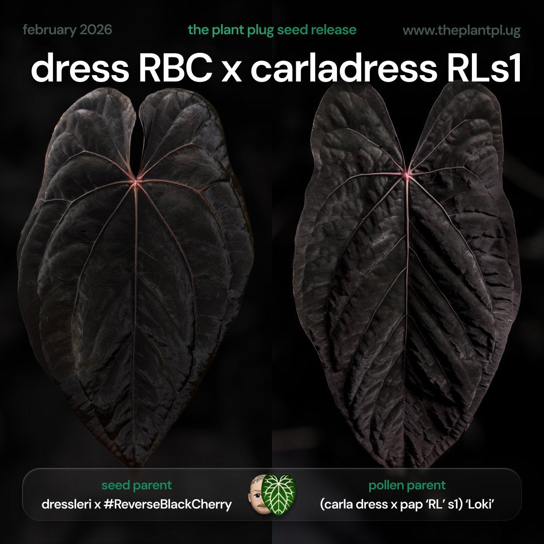 dress RBC x carladress pap RLs1
