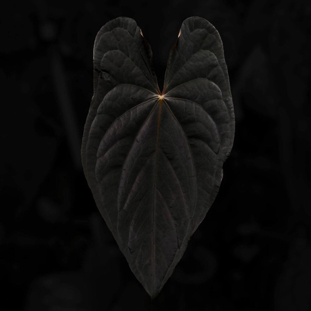 Anthurium #TwinPhoenix 'Narrow'