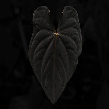 Anthurium #TwinPhoenix 'Narrow'