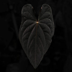 Anthurium #TwinPhoenix 'Narrow'