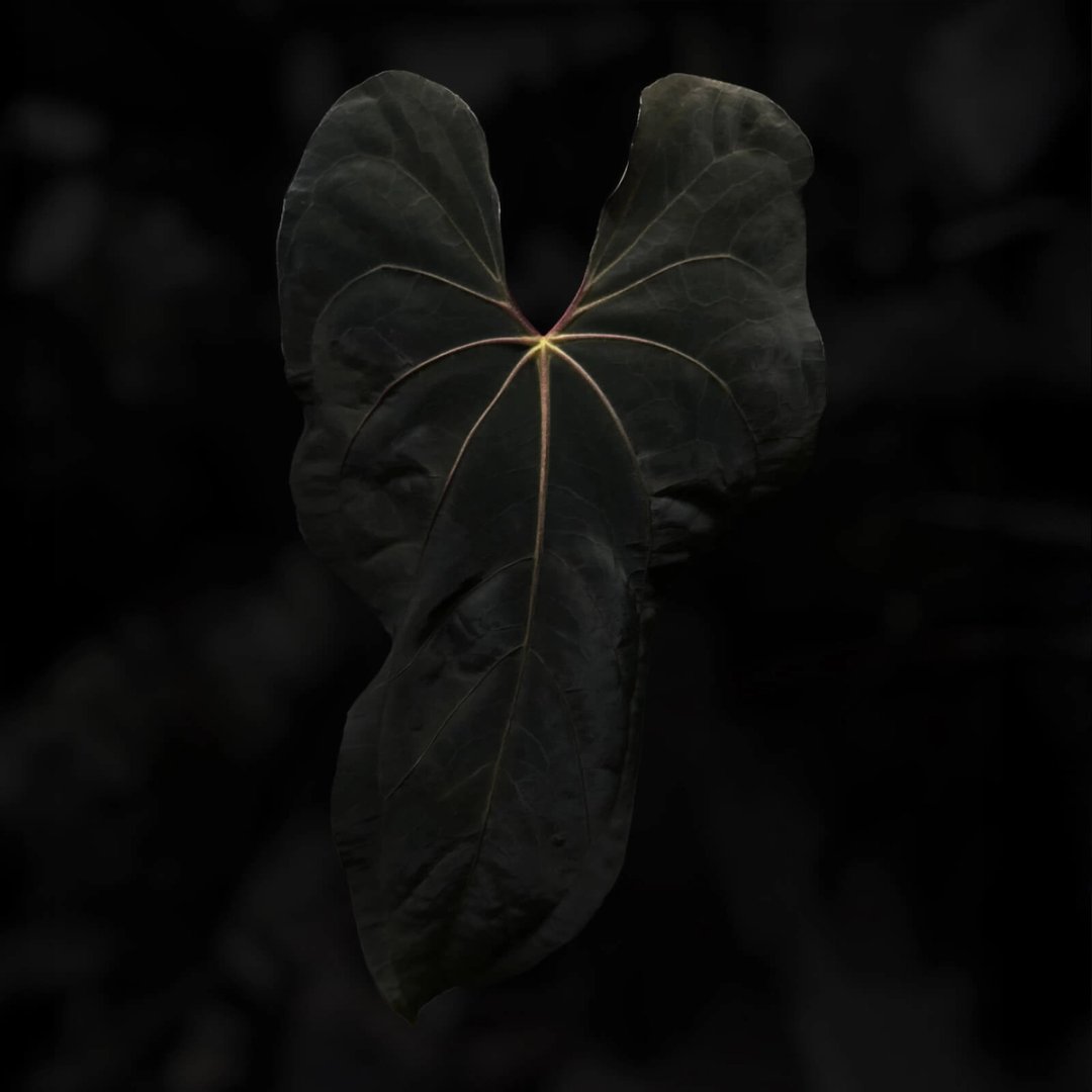 Anthurium (#BlackCherry x papillilaminum) '1'