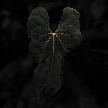 Anthurium (#BlackCherry x papillilaminum) '1'