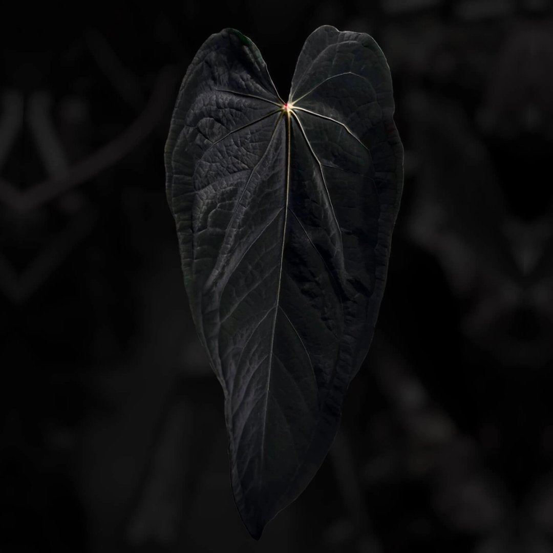 Anthurium #MidnightTequila '1'