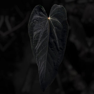 Anthurium #MidnightTequila '1'